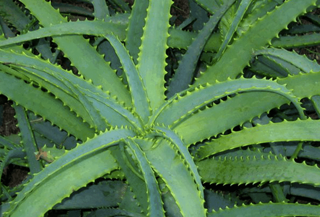 Kalanchoe erkek hastalığını tedavi ediyor