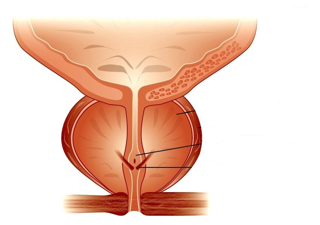 prostatın yapısı ve kronik prostatit