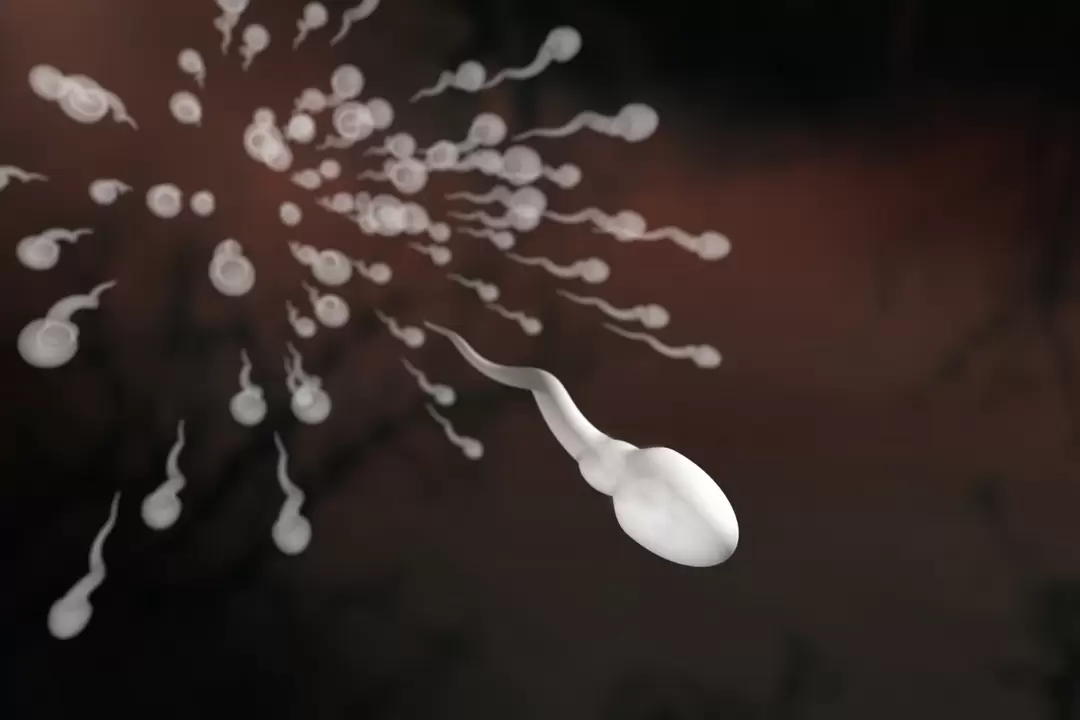 spermatozoa ve prostatitteki değişiklikleri